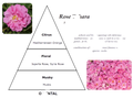 Rose Tahara ultra concentrated perfume Oil by The Misk Shoppe