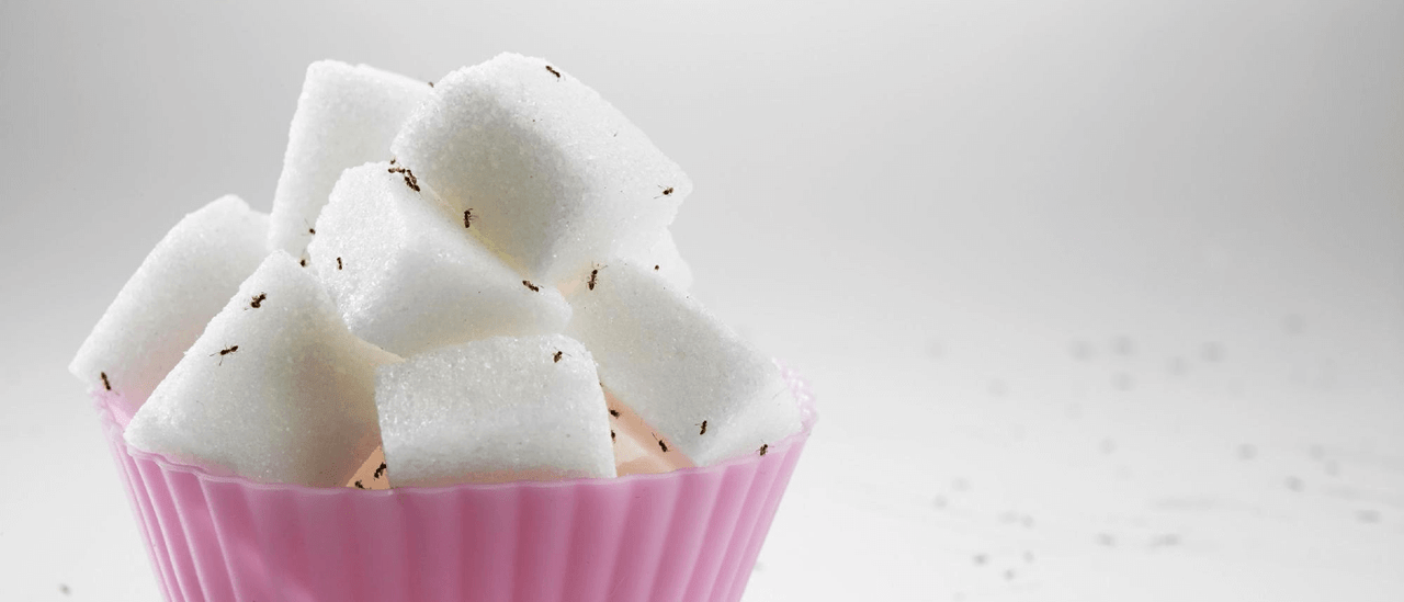 Sugar Addict inspired by Born To Stand Out